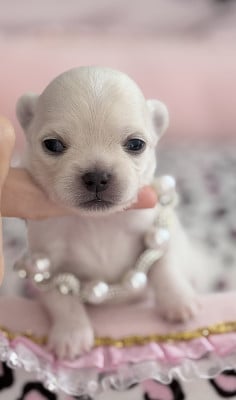 Les chiots de Chihuahua