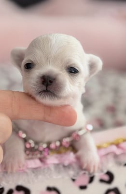Les chiots de Chihuahua