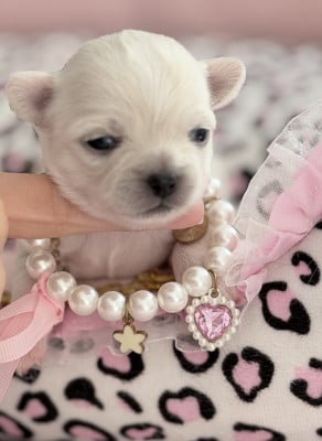 Les chiots de Chihuahua