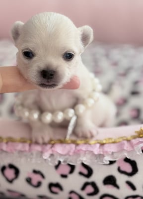 Les chiots de Chihuahua