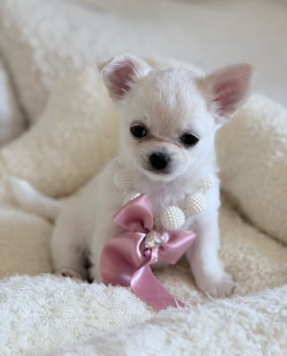 Les chiots de Chihuahua