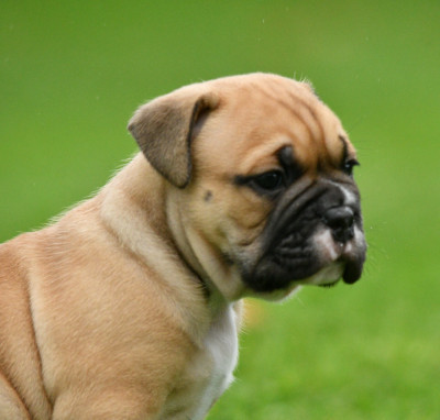 Les chiots de Bulldog continental