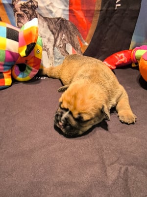Les chiots de Bulldog continental