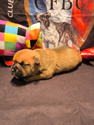 Les chiots de Bulldog continental