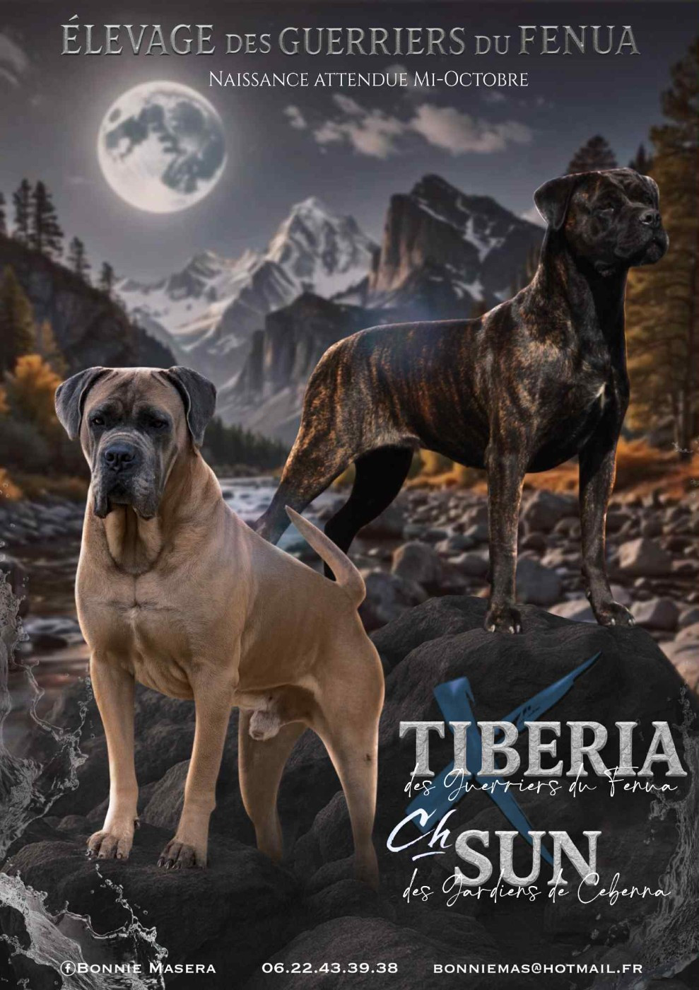Cane Corso - Des Guerriers Du Fenua