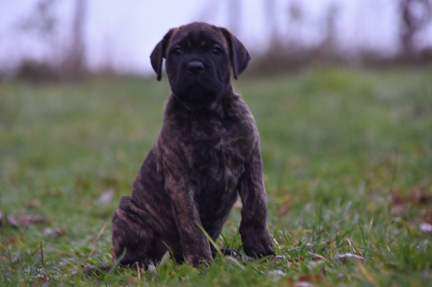CHIOT 5 - Cane Corso
