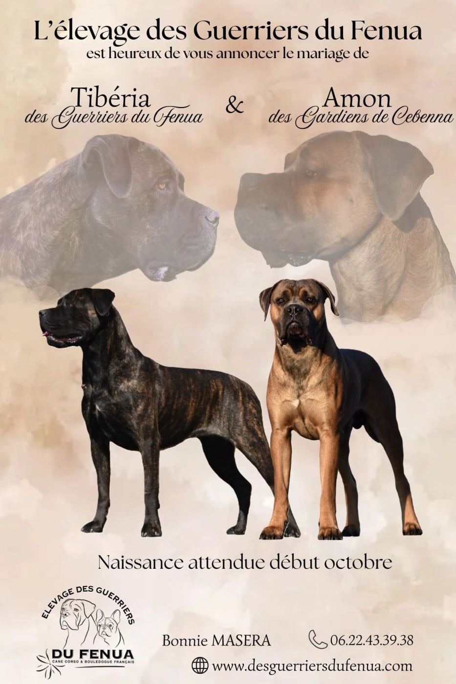 Chiot N°8 - Cane Corso