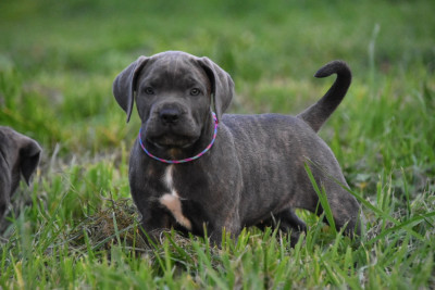 Les chiots de Cane Corso