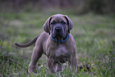 Les chiots de Cane Corso