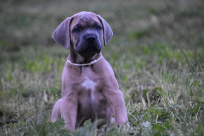 Les chiots de Cane Corso