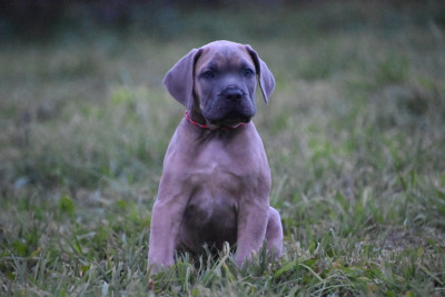 Les chiots de Cane Corso