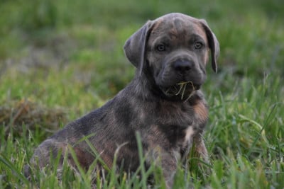 Les chiots de Cane Corso