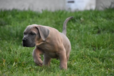 Les chiots de Cane Corso