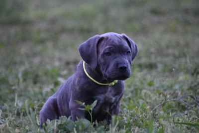 Les chiots de Cane Corso