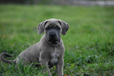 Les chiots de Cane Corso