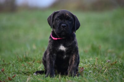 Les chiots de Cane Corso