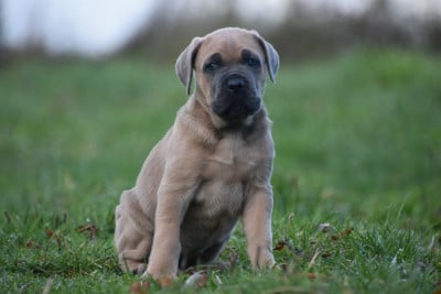 Les chiots de Cane Corso