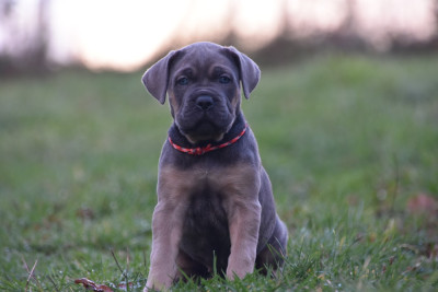 Les chiots de Cane Corso