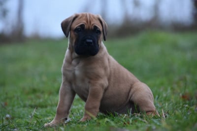Les chiots de Cane Corso