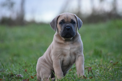 Les chiots de Cane Corso
