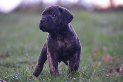 Les chiots de Cane Corso