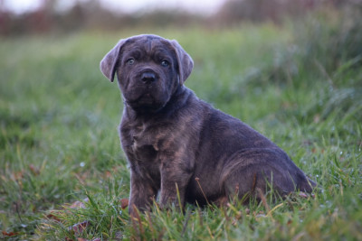 Les chiots de Cane Corso