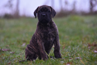 Les chiots de Cane Corso
