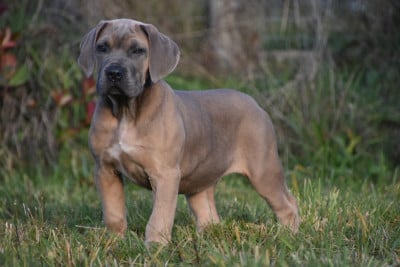 Les chiots de Cane Corso