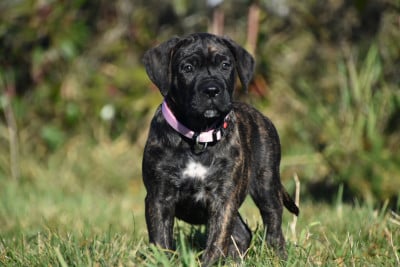 Les chiots de Cane Corso