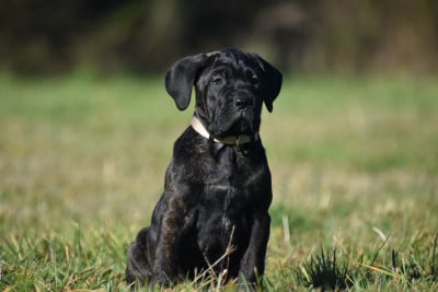 Les chiots de Cane Corso