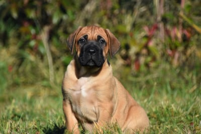 Les chiots de Cane Corso