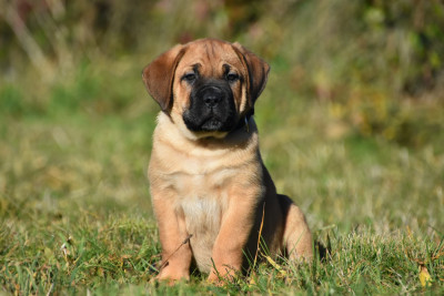 Les chiots de Cane Corso
