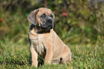 Les chiots de Cane Corso