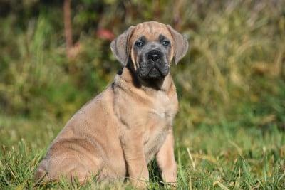 Les chiots de Cane Corso