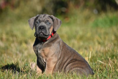 Les chiots de Cane Corso
