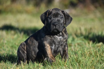 Les chiots de Cane Corso