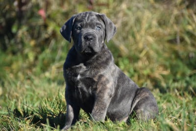 Les chiots de Cane Corso