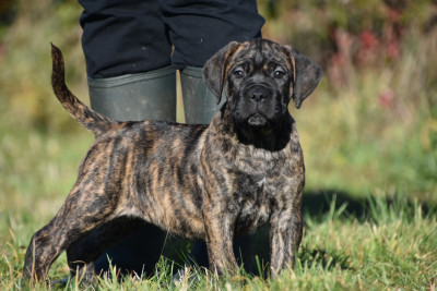 Les chiots de Cane Corso