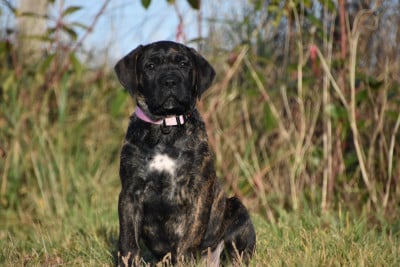 Les chiots de Cane Corso
