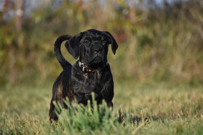 Les chiots de Cane Corso