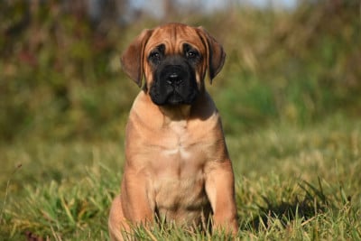 Les chiots de Cane Corso