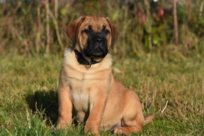 Les chiots de Cane Corso