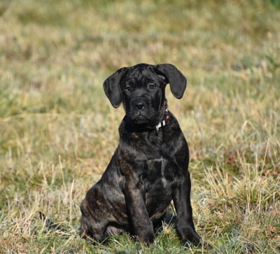 Les chiots de Cane Corso