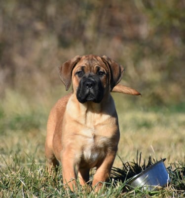Les chiots de Cane Corso