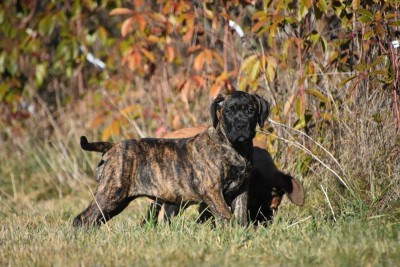 Les chiots de Cane Corso