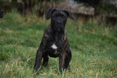 Les chiots de Cane Corso