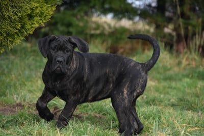 Les chiots de Cane Corso