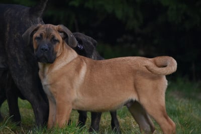Les chiots de Cane Corso