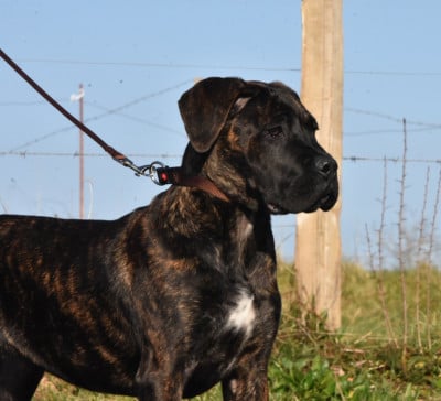 Les chiots de Cane Corso