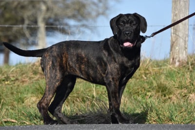 Les chiots de Cane Corso